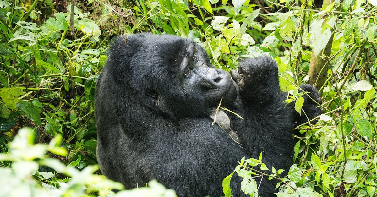 Bwindi Gorillas, Uganda