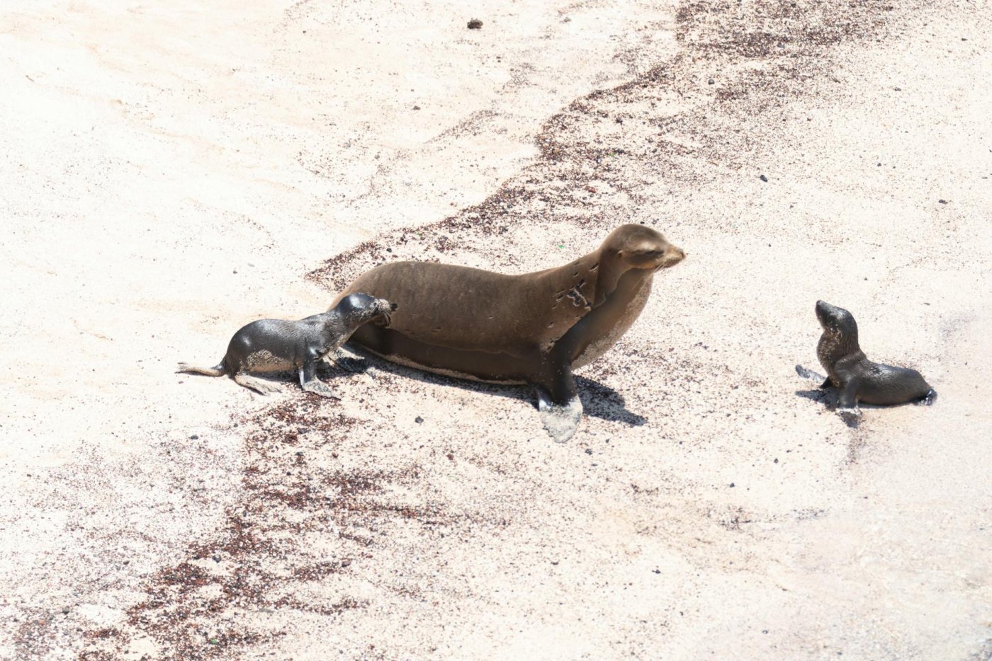 Galapagos, Ecuador