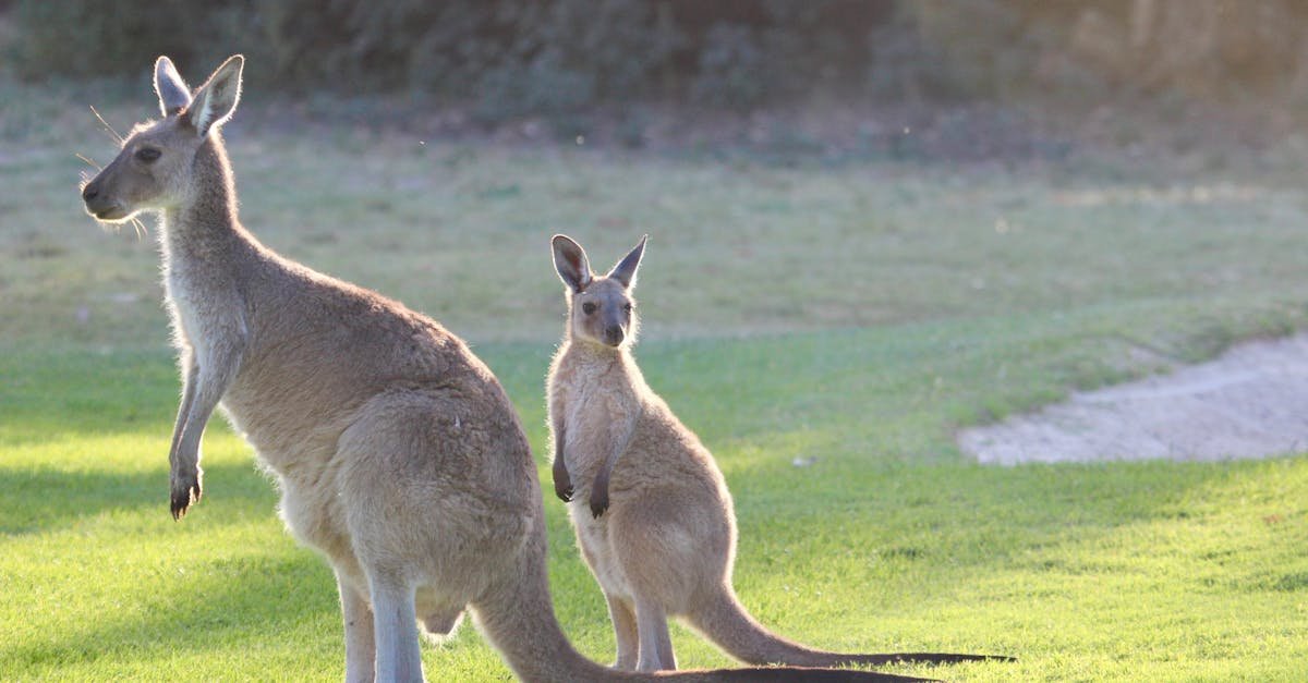 Kangaroo Island, Australia