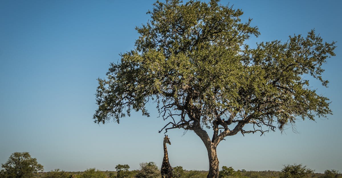 Kruger Park, South Africa