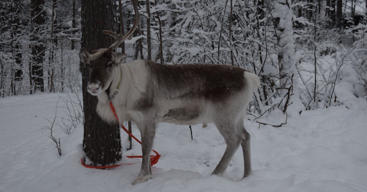 Lapland Rovaniemi, Finland
