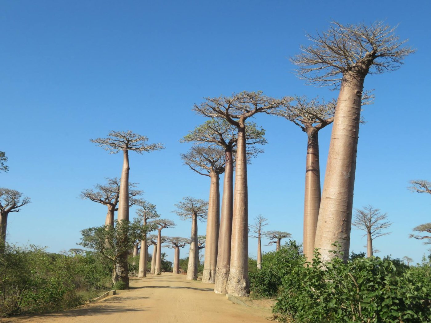 Madagascar, Madagascar