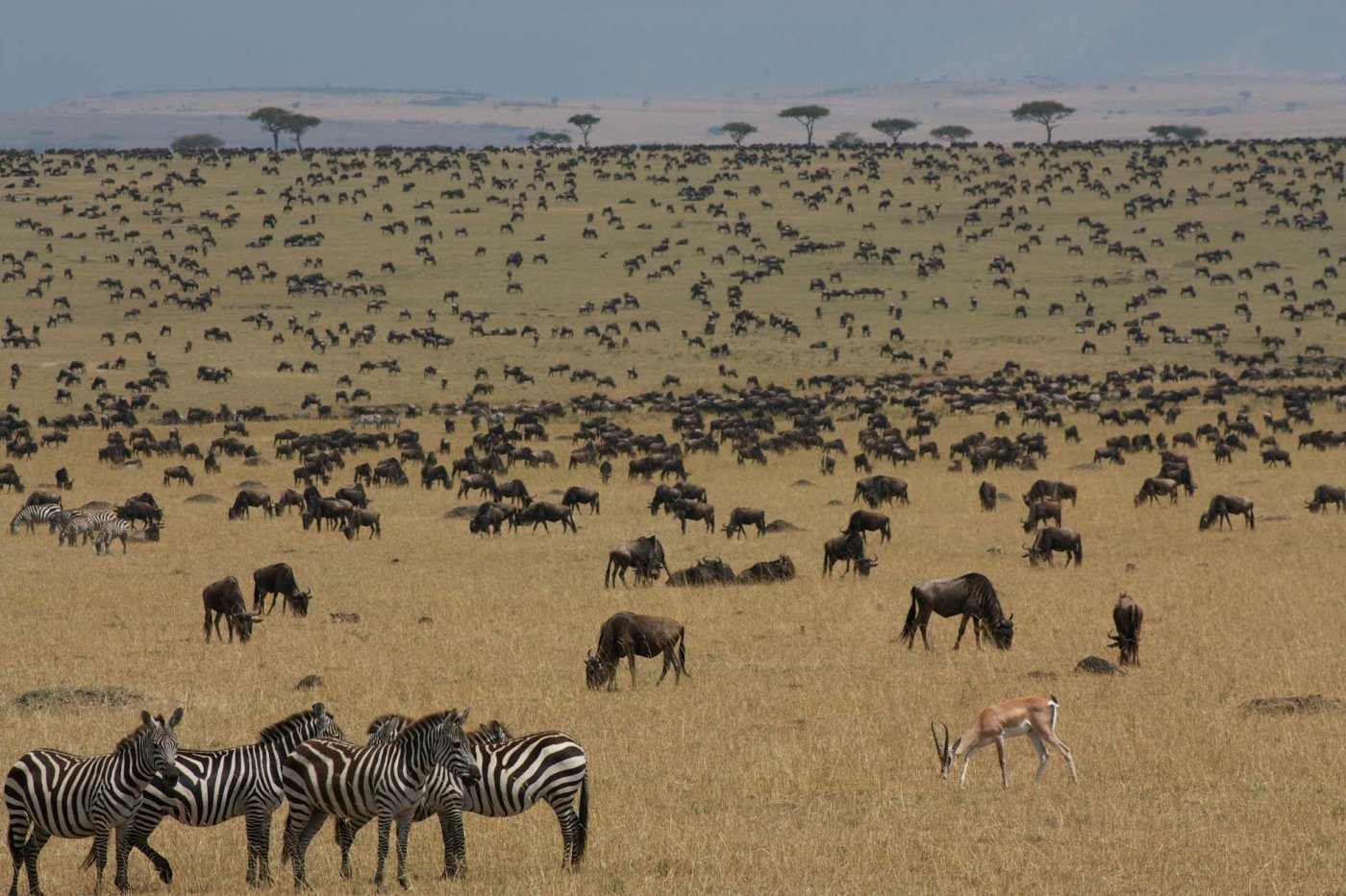 Masai Mara, Kenya