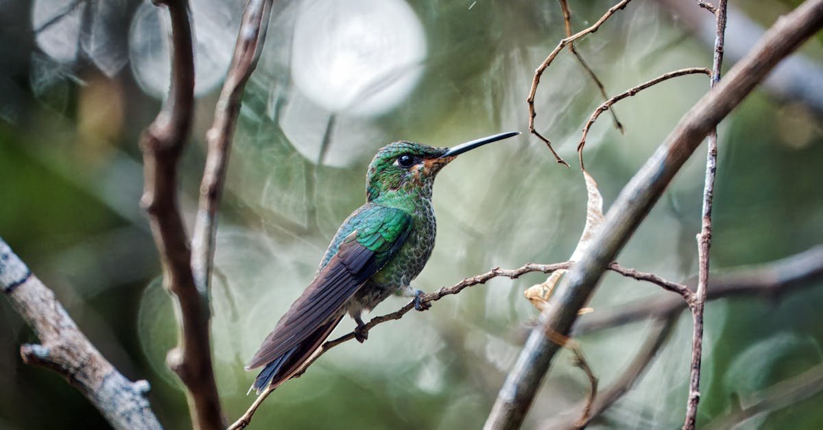 Monteverde, Costa Rica