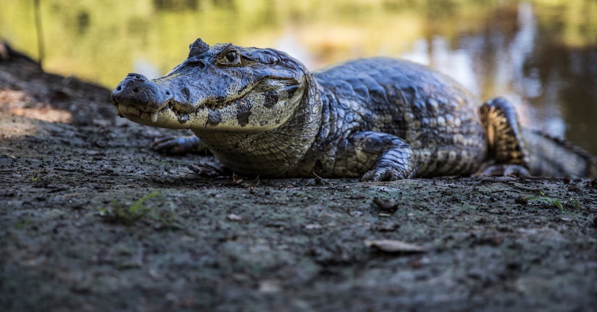 Pantanal, Brazil