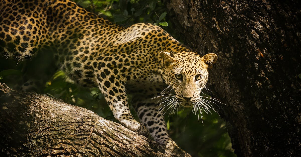 Yala, Sri Lanka